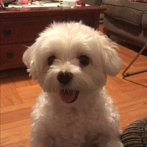 Meet your Posher, Emma